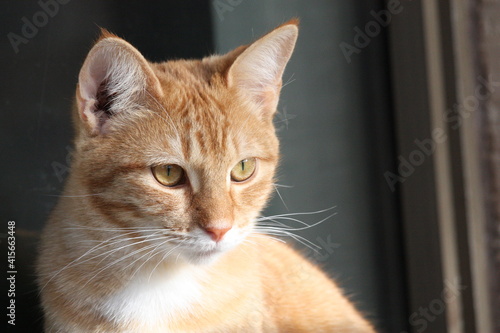 Orange tabby cat