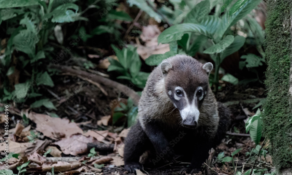 Coati in the wilderness Coati in the wilderness