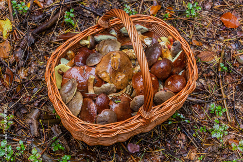 Woven basket full of edible mushrooms