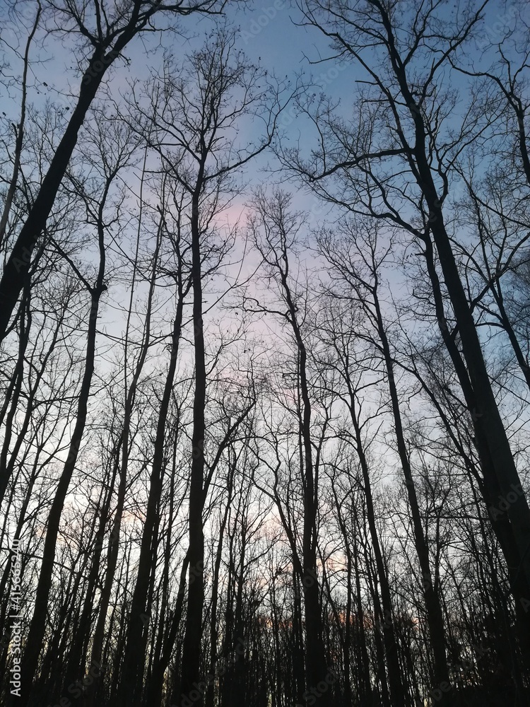 Obraz premium sunset in the forest
