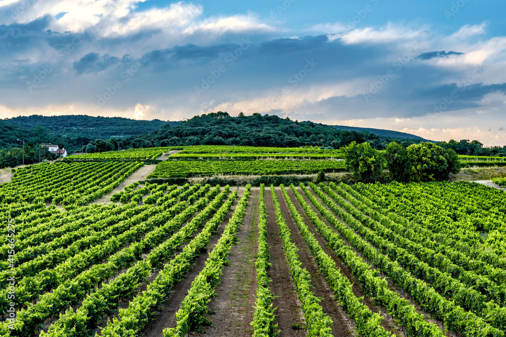 Landscape shot with rows of vines in a French vineyard