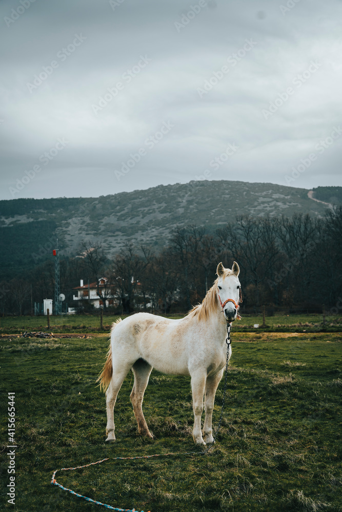 Fototapeta premium Portrait of a beautiful white horse in nature with the mountains