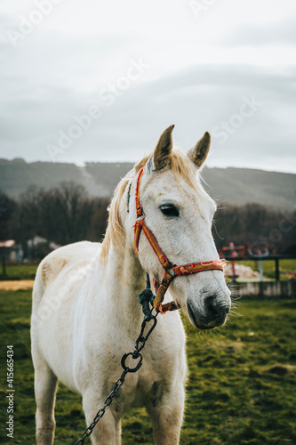 Portrait of a beautiful white horse in nature looking to the right © Cristian