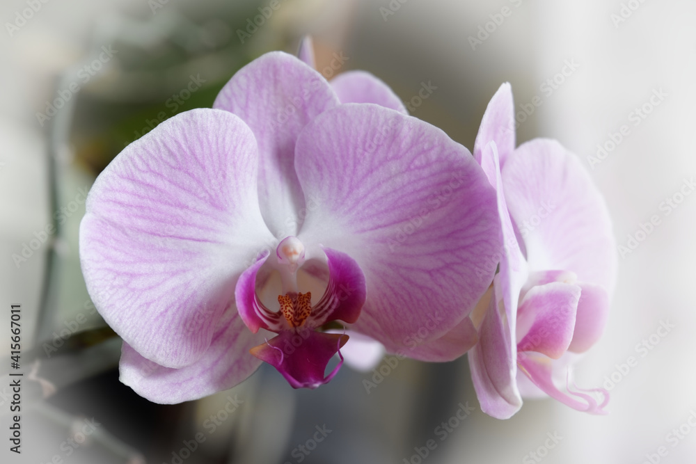Orchidee Orchidee