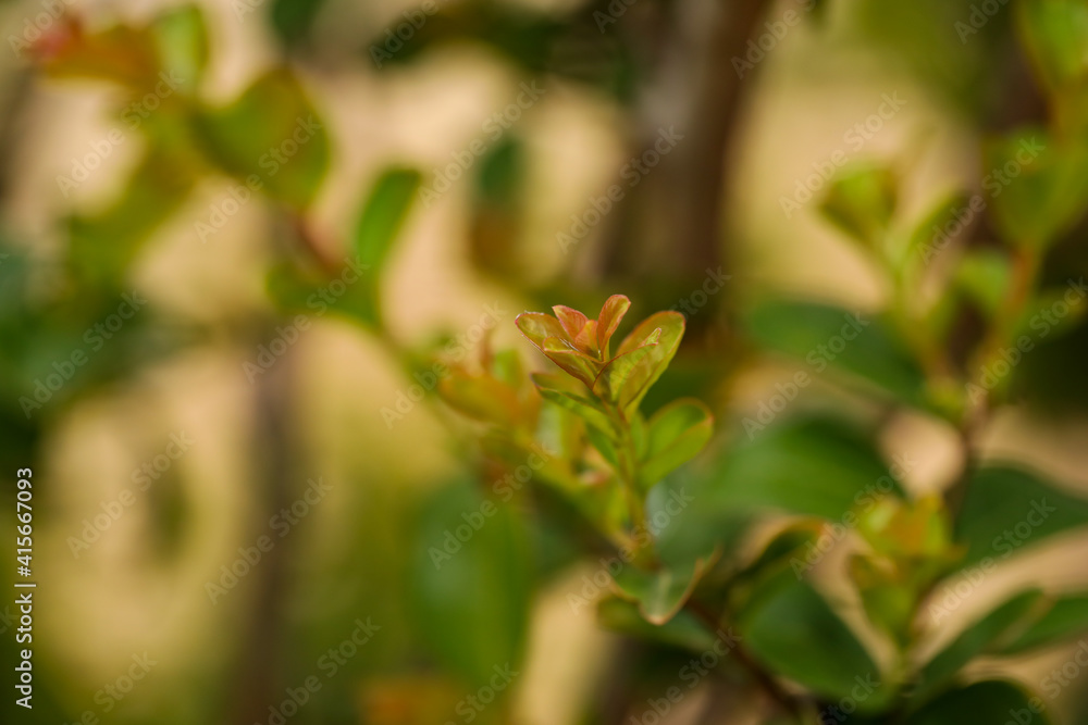 Delicate green crepe myrtle leaves with orange tinge close up with bokeh background Delicate green crepe myrtle leaves with orange tinge close up with bokeh background