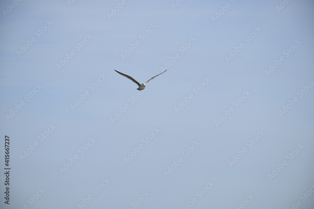 Close up, flying bird over the beach Close up, flying bird over the beach