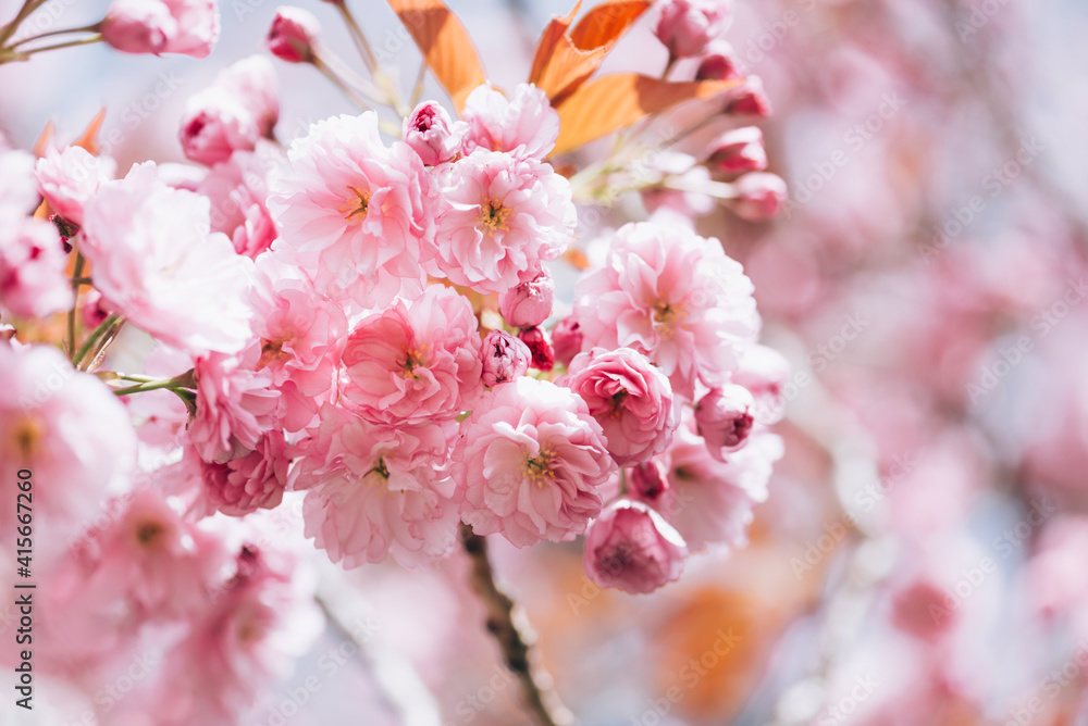 Beautiful nature scene with branches of blooming cherry tree in spring. Sakura flowers in bloom.