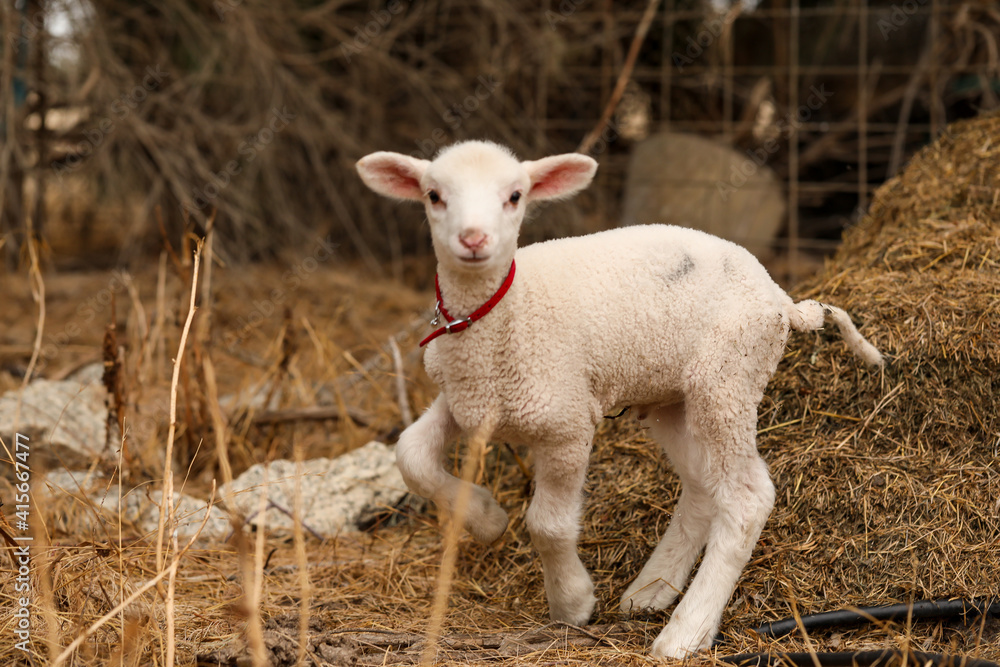 Obraz premium Portrait of beautiful baby lamb wearing red collar with bell looking directly at camera with copy space