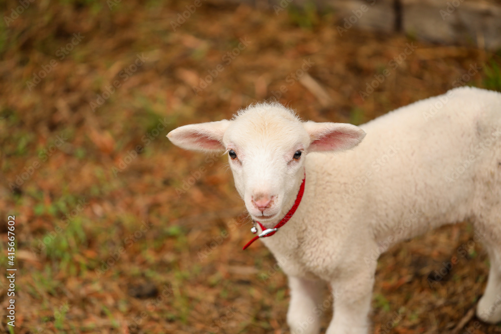 Obraz premium Portrait of beautiful baby lamb wearing red collar with bell looking directly at camera with copy space