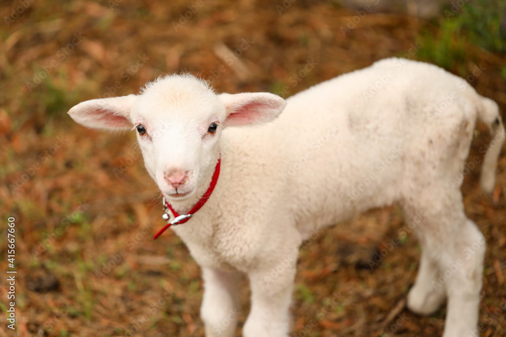 Obraz premium Portrait of beautiful baby lamb wearing red collar with bell looking directly at camera with copy space