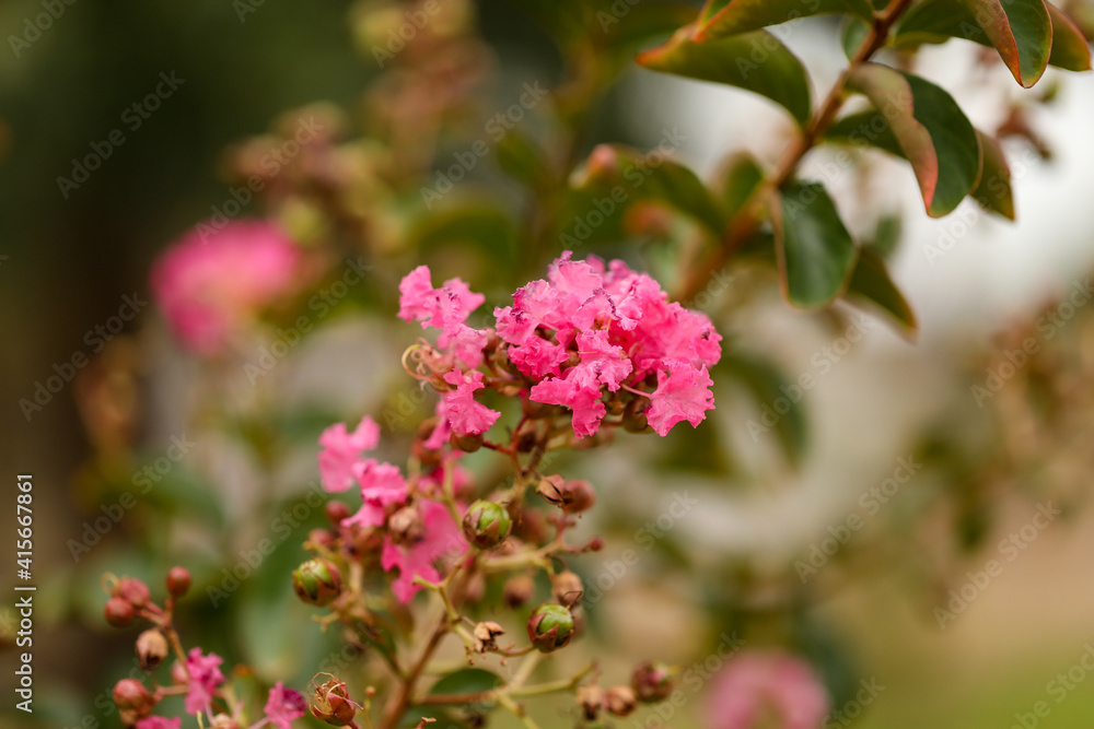 Beautiful close up image of vibrant pink crepe myrtle flowers and buds Beautiful close up image of vibrant pink crepe myrtle flowers and buds