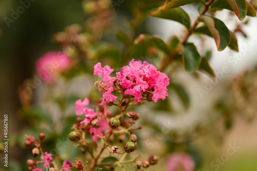 Beautiful close up image of vibrant pink crepe myrtle flowers and buds