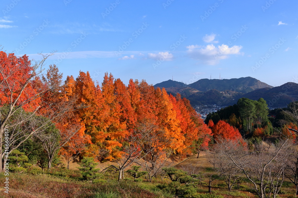 Fototapeta premium 針木浄水場 色づくタイワンフウを眺める （高知県 高知市）