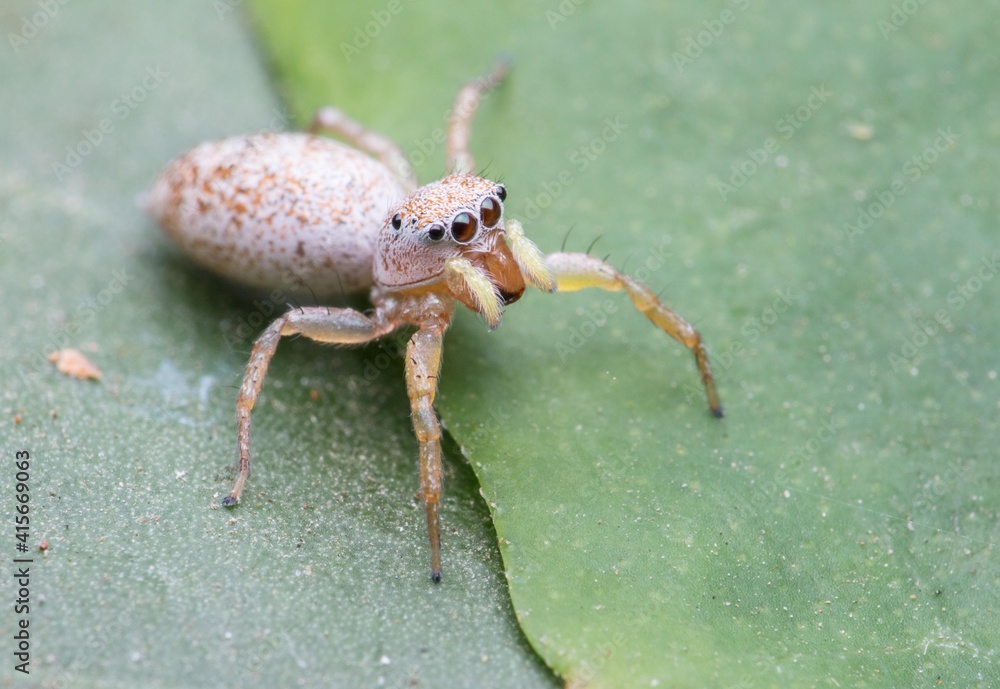 spider on a leaf spider on a leaf
