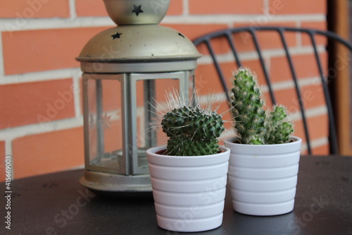 Cactus on the table