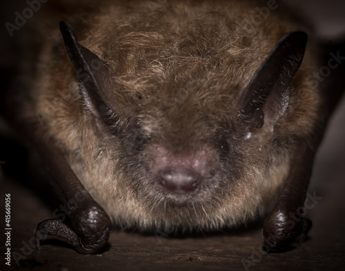 Obraz na płótnie North American Little Brown Bat