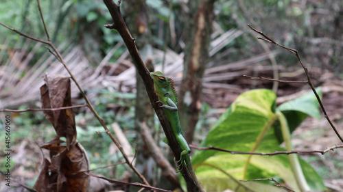 A multicolor green lizard on dry stick