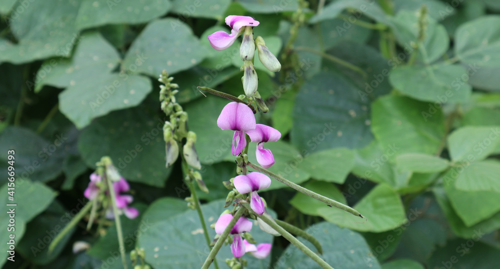 Wild vine's purple color flowers and seeds close up Wild vine's purple color flowers and seeds close up