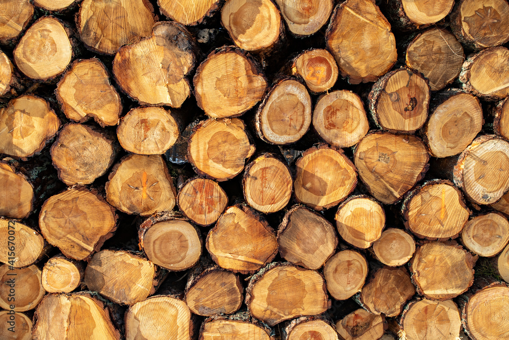 The face of the log was stacked. Deforestation in Central Europe. The face of the log was stacked. Deforestation in Central Europe.