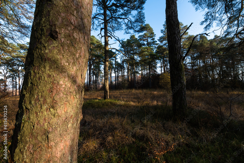 pine trees in the forest at sunset pine trees in the forest at sunset