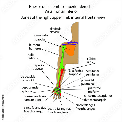 Esqueleto humano huesos del miembro superior derecho vista frontal interna