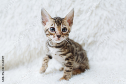 Little fluffy kitten on the white background with place for your text. Young beautiful purebred short haired kitty