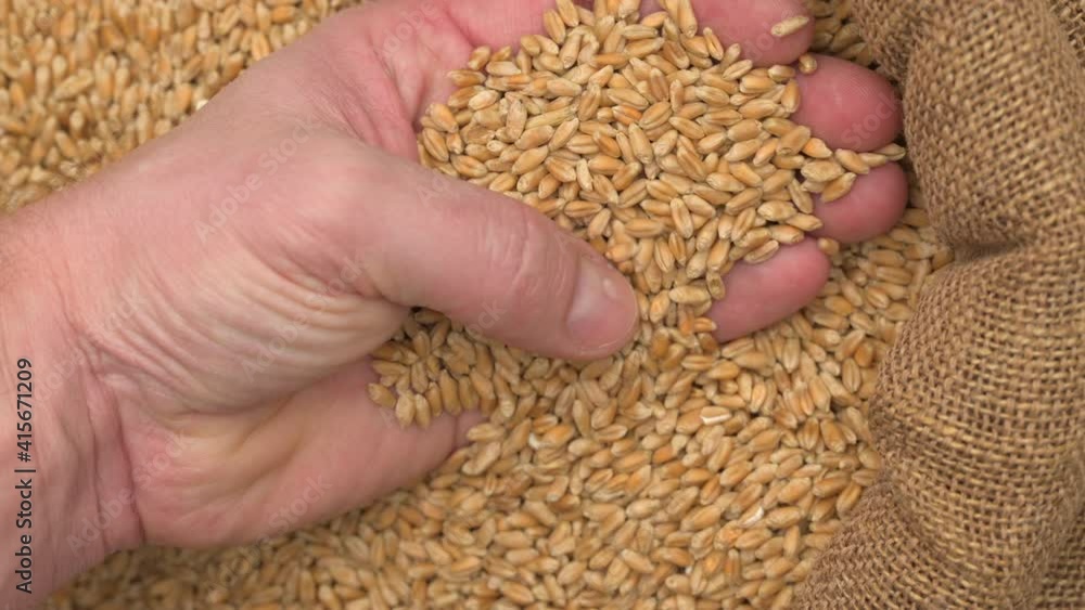 Male hand holding wheat grains in jute sack after good harvest. Wheat grains falling into a sack. Close up of cereal seeds in farmer's hands, 4K resolution. Male hand holding wheat grains in jute sack after good harvest. Wheat grains falling into a sack. Close up of cereal seeds in farmer's hands, 4K resolution.