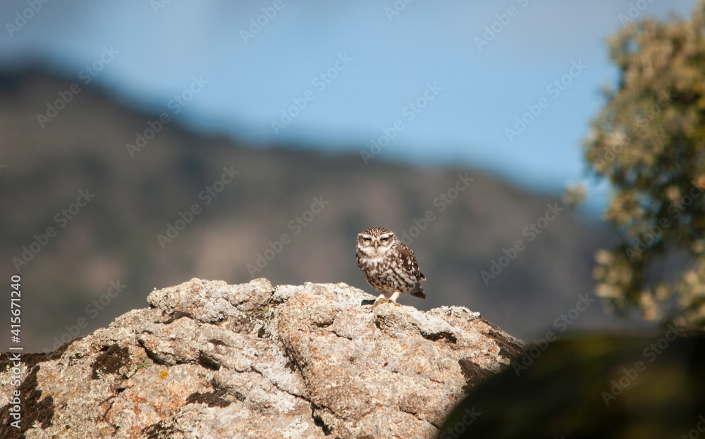 Un pequeño Mochuelo europeo (Athene noctua) posado en una roca. Sierra de Andújar (Jaén, España). Un pequeño Mochuelo europeo (Athene noctua) posado en una roca. Sierra de Andújar (Jaén, España).