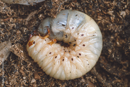 腐葉土の上に丸くなっているカブトムシの幼虫