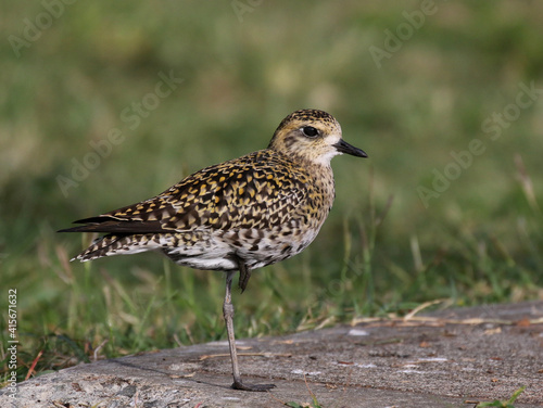 Pacific Golden Plover on One Leg photo