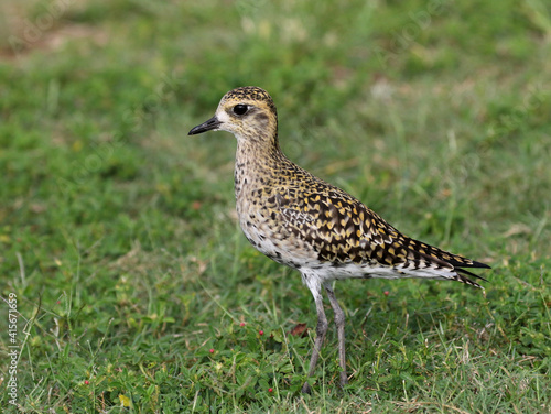 Pacific Golden Plover Stading in Grass
