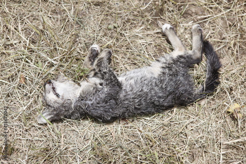 death cat on ground death cat on ground