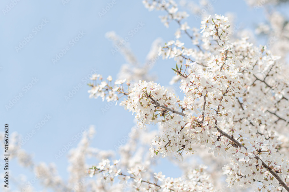 Trees blooming with white flowers in spring, against a blue sky.