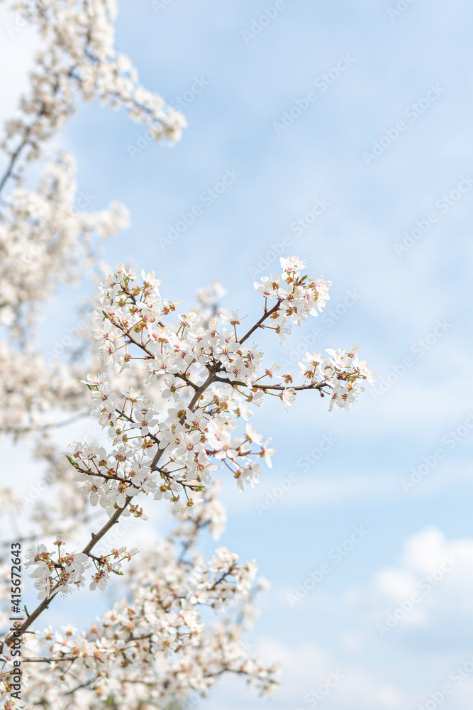 Trees blooming with white flowers in spring, against a blue sky. Trees blooming with white flowers in spring, against a blue sky.