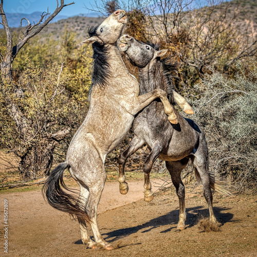 Salt River Wild Horses photo