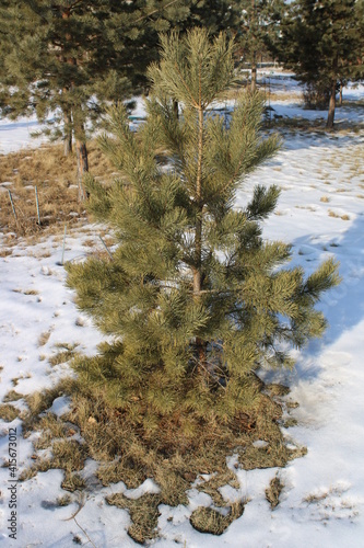 Trees in the Siberian Nature Reserve