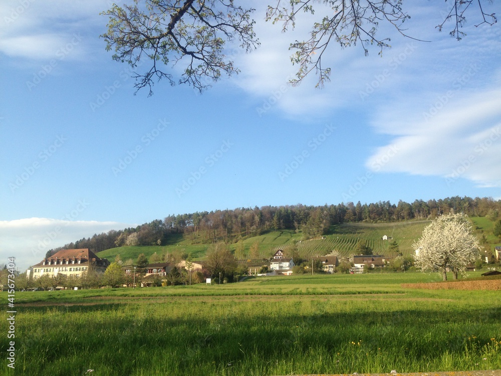 Obraz premium landscape with cows