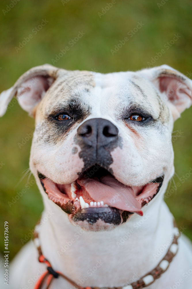 American bulldog on green lawn. White bulldog in the garden. American bulldog on green lawn. White bulldog in the garden.