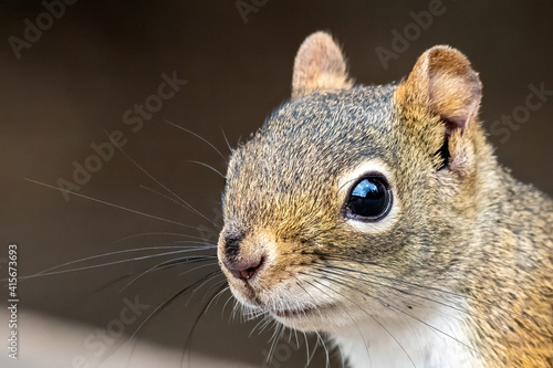 A closeup of a small red squirrel's face. His whiskers stick out to each side. Lots of fine detail. Dark background.