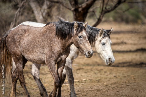 Salt River Wild Horses © brent coulter