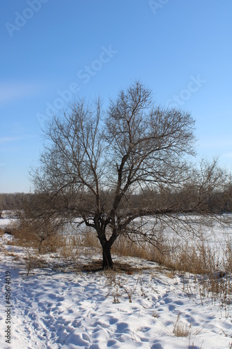 Wallpaper Mural Trees in the Siberian Nature Reserve Torontodigital.ca
