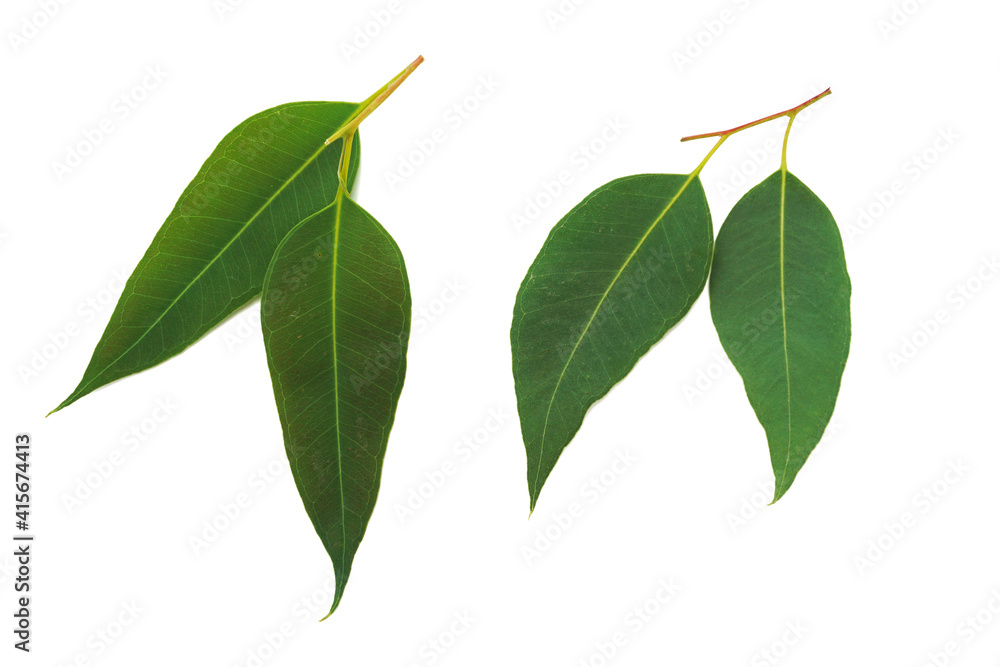 Fototapeta premium Eucalyptus leaves isolated on white background