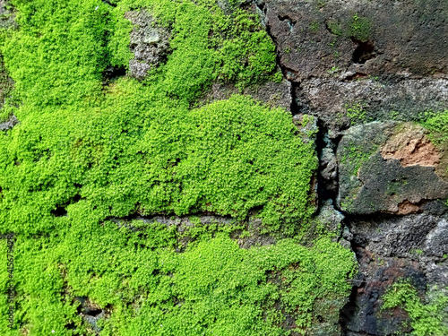 old bricks plastered whith moss © AryaAditama