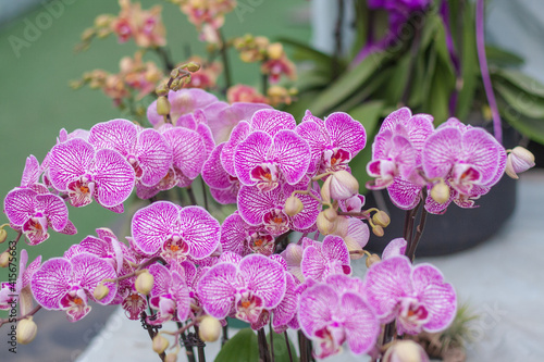 Colored Phalaenopsis and green leaves，Phalaenopsis aphrodite Rchb. F. photo