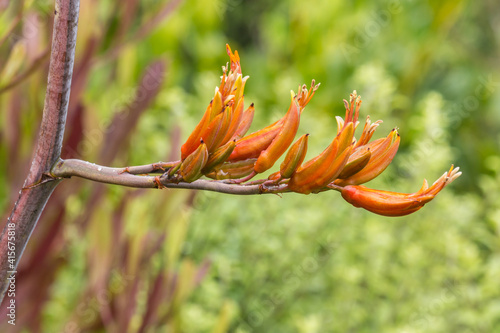 closeup of orange harakeke - New Zealand flax flowers in bloom with blurred background and copy space photo