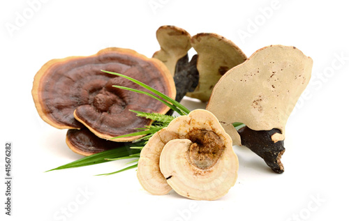 Ganoderma Lucidum isolated on white background  photo