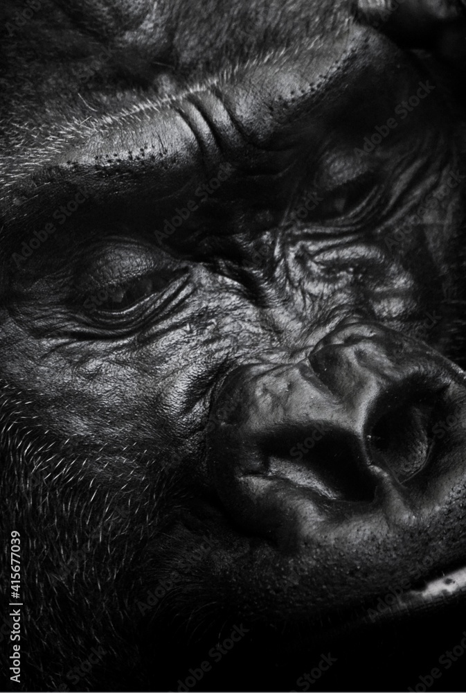 Fototapeta premium Close up of a gorilla