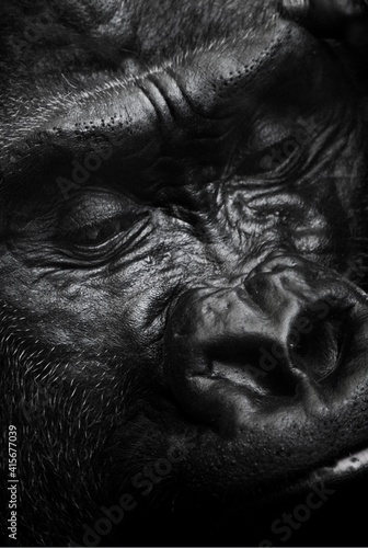Close up of a gorilla