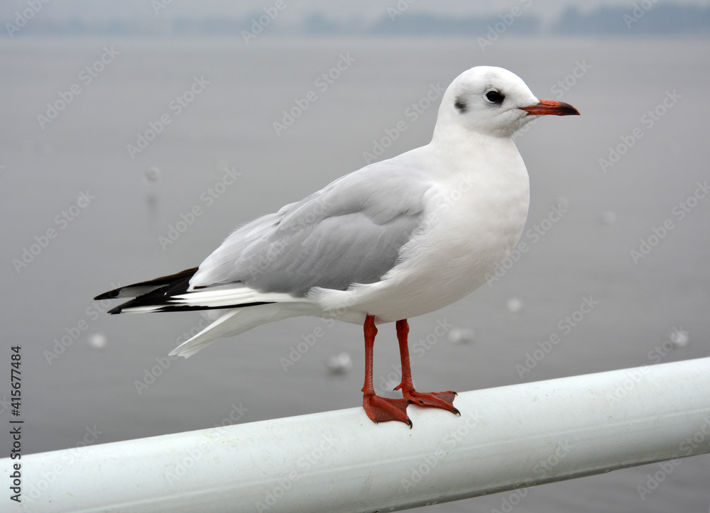 A cute white larus ridibundus standing on the handrail in cloudy day A cute white larus ridibundus standing on the handrail in cloudy day