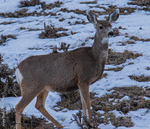 mule deer in winter